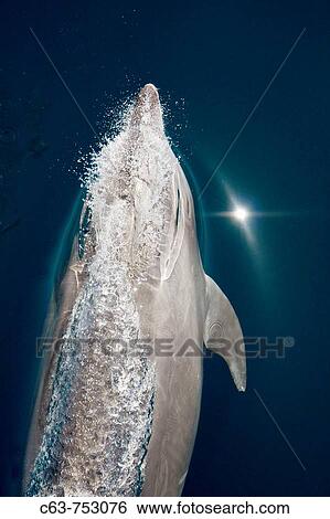 Offshore type bottlenose dolphin Tursiops truncatus bow-riding the hull of the National Geographic Sea Bird in the midriff region of the Gulf of California Sea of Cortez, Baja California Norte, Mexico View Large Photo Image Stock Photograph - Offshore type bottlenose dolphin Tursiops truncatus bow-riding the hull of the National Geographic Sea Bird in the midriff region of the Gulf of California Sea of Cortez, Baja California Norte, Mexico. Fotosearch