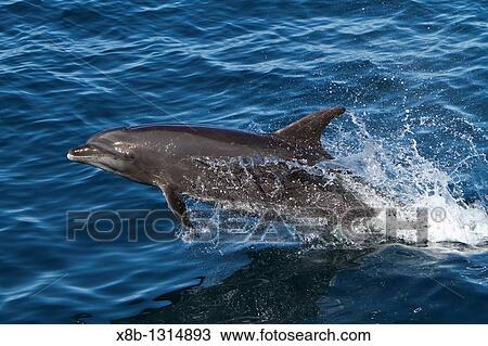 Offshore type bottlenose dolphins Tursiops truncatus surfacing in the midriff region of the Gulf of California Sea of Cortez, Baja California Norte, Mexico View Large Photo Image Stock Image - Offshore type bottlenose dolphins Tursiops truncatus surfacing in the midriff region of the Gulf of California Sea of Cortez, Baja California Norte, Mexico. Fotosearch