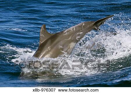 Offshore type bottlenose dolphins Tursiops truncatus leaping in the midriff region of the Gulf of California Sea of Cortez, Baja California Norte, Mexico View Large Photo Image Stock Photo - Offshore type bottlenose dolphins Tursiops truncatus leaping in the midriff region of the Gulf of California Sea of Cortez, Baja California Norte, Mexico. Fotosearch