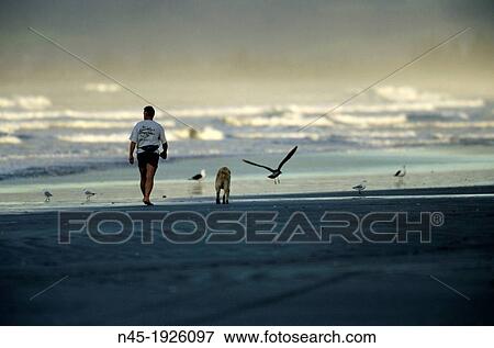 Ohope Beach; Man is Walking with his Dog on the Beach; New Zealand. View Large Photo Image Stock Photo - Ohope Beach; Man is Walking with his Dog on the Beach; New Zealand.. Fotosearch