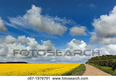 Stock Image - Oil-seed rape field at Langham Norfolk.. Fotosearch