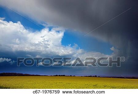 Stock Photo - Oil-seed rape field at Morston Norfolk and storm approaching over the sea.. Fotosearch