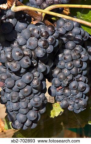 Okanagan Valley, British Columbia, Canada: Wine grape ripen in the autumn sun. View Large Photo Image Stock Image - Okanagan Valley, British Columbia, Canada: Wine grape ripen in the autumn sun.. Fotosearch
