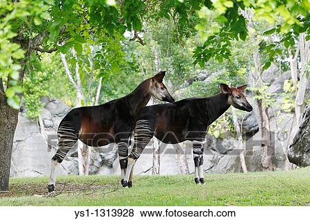 Stock Photo - Okapi, okapia johnstoni, Male with Female. Fotosearch