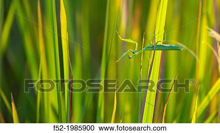 Stock Image - Okavango Delta, Botswana, Africa.. Fotosearch