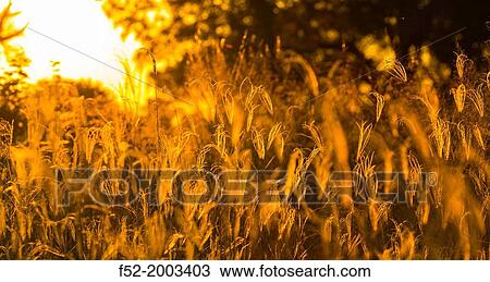 Stock Image - Okavango Delta, Botswana, Africa.. Fotosearch