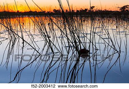 Okavango Delta, Botswana, Africa. View Large Photo Image Stock Image - Okavango Delta, Botswana, Africa.. Fotosearch