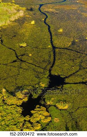 Okavango Delta, Botswana, Africa. View Large Photo Image Stock Image - Okavango Delta, Botswana, Africa.. Fotosearch
