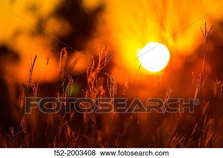 Stock Photo - Okavango Delta, Botswana, Africa.. Fotosearch