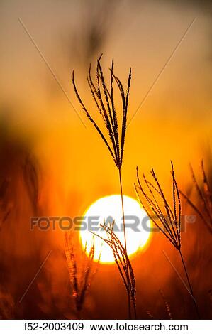 Okavango Delta, Botswana, Africa. View Large Photo Image Stock Photo - Okavango Delta, Botswana, Africa.. Fotosearch