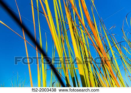 Okavango Delta, Botswana, Africa. View Large Photo Image Stock Photo - Okavango Delta, Botswana, Africa.. Fotosearch