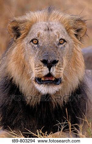 Picture - Okavango Delta Lion Panthera leo. Fotosearch