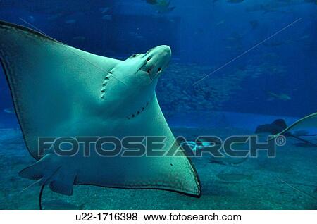 Okinawa Japan: huge Manta at Okinawa Churaumi Aquarium View Large Photo Image Stock Photo - Okinawa Japan: huge Manta at Okinawa Churaumi Aquarium. Fotosearch