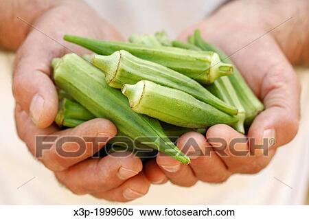Okra. View Large Photo Image Stock Photography - Okra.. Fotosearch