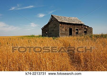 Stock Image - Old abandoned farmhouse in wheatfield.. Fotosearch