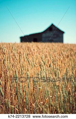 Stock Photo - Old abandoned farmhouse in wheatfield.. Fotosearch
