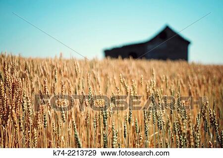 Stock Photo - Old abandoned farmhouse in wheatfield.. Fotosearch