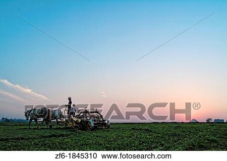 Old Amish Farm with man on plow working fields Intercourse Pennsylvania View Large Photo Image Stock Image - Old Amish Farm with man on plow working fields Intercourse Pennsylvania. Fotosearch