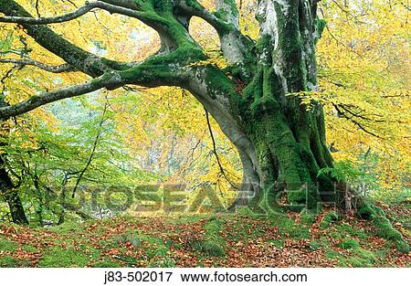 Old beech tree in autumn. Tayside, Scotland, UK View Large Photo Image Stock Photo - Old beech tree in autumn. Tayside, Scotland, UK. Fotosearch
