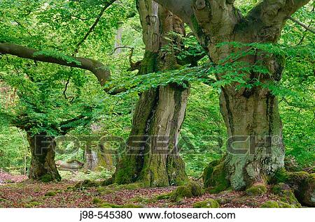 Stock Image - Old beech trees in forest. Kellerwald-Edersee National Park, Hesse (Hessen), Germany, Europe.. Fotosearch