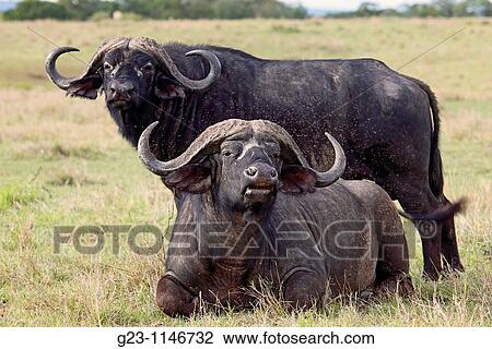 Old buffalos View Large Photo Image Stock Image - Old buffalos. Fotosearch