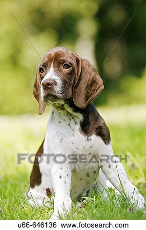 Old Danish Bird Dog View Large Photo Image Stock Photograph - Old Danish Bird Dog. Fotosearch