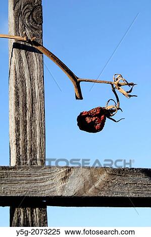 old dead tomato plant in garden in rome italy. View Large Photo Image Stock Photography - old dead tomato plant in garden in rome italy.. Fotosearch