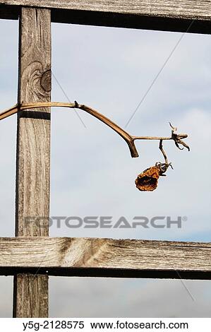 old dead tomato plant in garden View Large Photo Image Stock Photography - old dead tomato plant in garden. Fotosearch