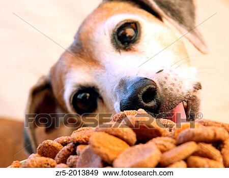 Old dog stealing cookies, Florida, USA. View Large Photo Image Stock Photo - Old dog stealing cookies, Florida, USA.. Fotosearch