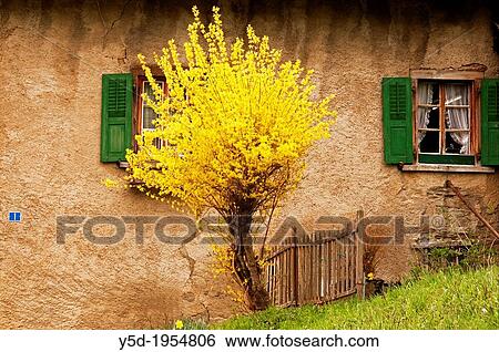 old farmhouse, blooming forsythia in front, Breiten, canton Valais, Switzerland. View Large Photo Image Stock Photograph - old farmhouse, blooming forsythia in front, Breiten, canton Valais, Switzerland.. Fotosearch
