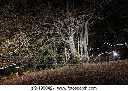 Old Growth Beech Forest, La Pedrosa, Riaza, Segovia, Spain View Large Photo Image Stock Photo - Old Growth Beech Forest, La Pedrosa, Riaza, Segovia, Spain. Fotosearch