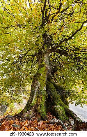 Old Growth Beech Forest, La Pedrosa, Riaza, Segovia, Spain View Large Photo Image Stock Photo - Old Growth Beech Forest, La Pedrosa, Riaza, Segovia, Spain. Fotosearch