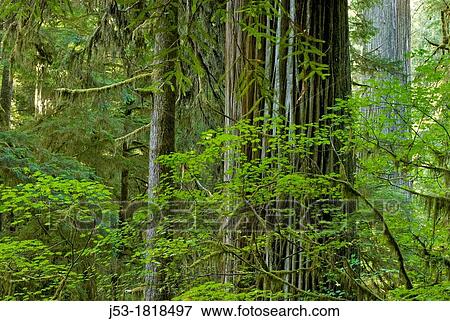 Old growth coast redwood forest, Jedediah Smith Redwoods State Park, Crescent City, California View Large Photo Image Stock Photo - Old growth coast redwood forest, Jedediah Smith Redwoods State Park, Crescent City, California. Fotosearch
