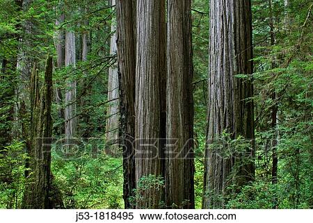 Old growth coast redwood forest, Jedediah Smith Redwoods State Park, Crescent City, California View Large Photo Image Stock Photography - Old growth coast redwood forest, Jedediah Smith Redwoods State Park, Crescent City, California. Fotosearch