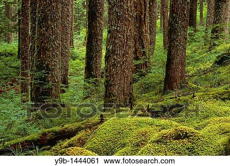 Old growth forest with Western Hemlock tsuga heterophylla and Douglas Fir Pseudotsuga menziessii, Columbia River National Scenic Area, Northern Oregon, USA View Large Photo Image Stock Image - Old growth forest with Western Hemlock tsuga heterophylla and Douglas Fir Pseudotsuga menziessii, Columbia River National Scenic Area, Northern Oregon, USA. Fotosearch