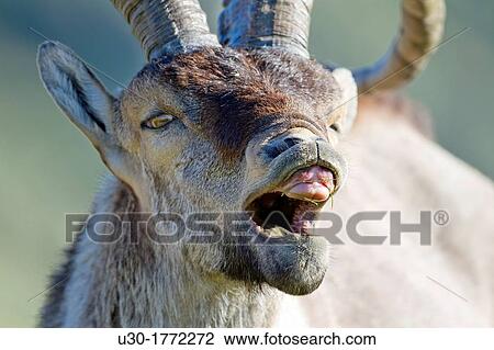 Stock Image - Old male of wild goat Capra pyrenaica in Sierra de Gredos Regional Park,? vila Castilla y Le? n, Spain. Fotosearch