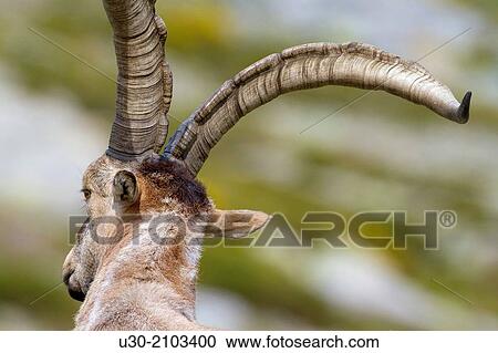 Old male of wild goat Capra pyrenaica in Sierra de Gredos Regional Park,? vila. Castilla y Le? n, Spain. View Large Photo Image Stock Image - Old male of wild goat Capra pyrenaica in Sierra de Gredos Regional Park,? vila. Castilla y Le? n, Spain.. Fotosearch
