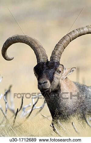 Old male of wild goat Capra pyrenaica resting in Sierra de Gredos Regional Park,? vila Castilla y Le? n, Spain View Large Photo Image Stock Photo - Old male of wild goat Capra pyrenaica resting in Sierra de Gredos Regional Park,? vila Castilla y Le? n, Spain. Fotosearch