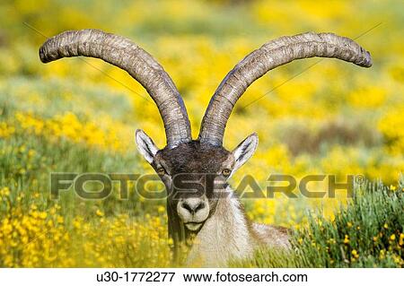Old male of wild goat Capra pyrenaica in Sierra de Gredos Regional Park,? vila Castilla y Le? n, Spain View Large Photo Image Stock Photo - Old male of wild goat Capra pyrenaica in Sierra de Gredos Regional Park,? vila Castilla y Le? n, Spain. Fotosearch