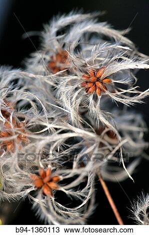 Old man's beard (Clematis vitalba). Osseja, Pyrenees-Orientales, Languedoc-Roussillon, France. View Large Photo Image Stock Image - Old man's beard (Clematis vitalba). Osseja, Pyrenees-Orientales, Languedoc-Roussillon, France.. Fotosearch