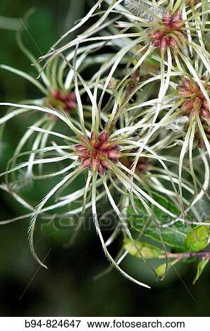 Old man's beard (Clematis vitalba). Collserola park, Barcelona, Catalonia, Spain View Large Photo Image Stock Photo - Old man's beard (Clematis vitalba). Collserola park, Barcelona, Catalonia, Spain. Fotosearch