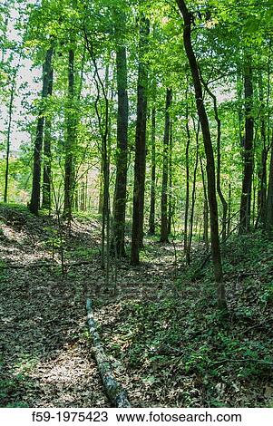 Old Natchez Trace, Mississippi. View Large Photo Image Stock Image - Old Natchez Trace, Mississippi.. Fotosearch