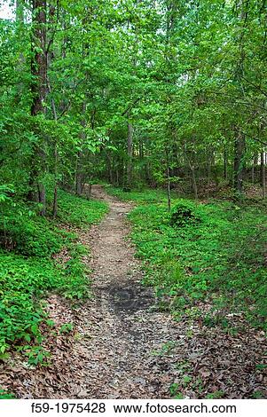 Old Natchez Trace, Mississippi. View Large Photo Image Stock Photo - Old Natchez Trace, Mississippi.. Fotosearch