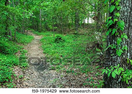 Old Natchez Trace, Mississippi. View Large Photo Image Stock Photo - Old Natchez Trace, Mississippi.. Fotosearch