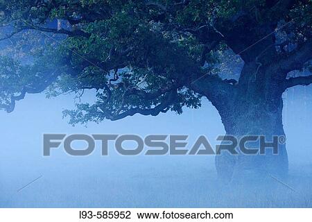 Old oak tree in fog View Large Photo Image Stock Image - Old oak tree in fog. Fotosearch