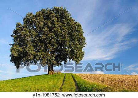 Old Oak Tree with Path, Odenwald, Hesse, Germany. View Large Photo Image Stock Image - Old Oak Tree with Path, Odenwald, Hesse, Germany.. Fotosearch