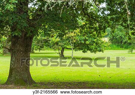 Old oak trees in an open public space or park. Garden Route, Western Cape Province, South Africa View Large Photo Image Stock Photograph - Old oak trees in an open public space or park. Garden Route, Western Cape Province, South Africa. Fotosearch