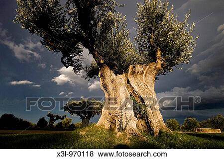 Old olive tree Spain View Large Photo Image Stock Photo - Old olive tree Spain. Fotosearch
