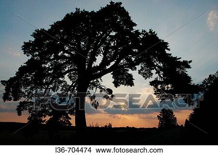 Picture - Old pine. Mielnik village in Podlasie region, Poland. Fotosearch