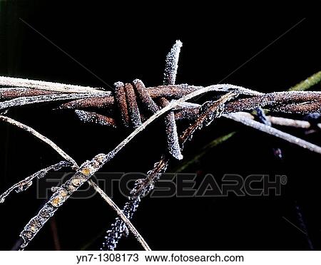 Stock Image - old rusted barbed wire covered in frost. Fotosearch